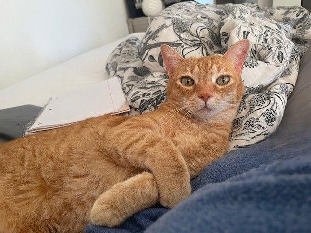 Sammy (bonded with Bo), Adoptable, Senior Male Domestic Short Hair.