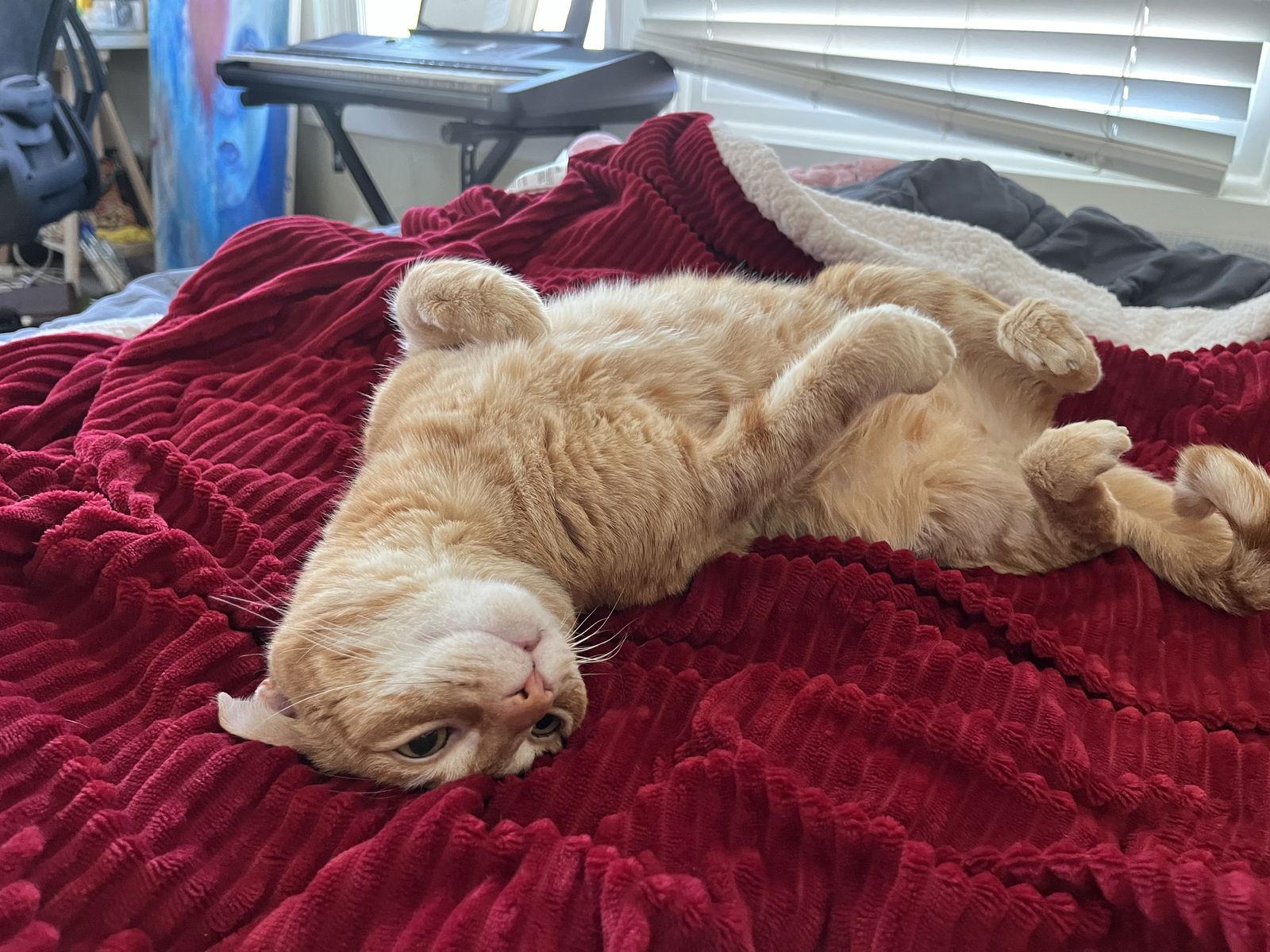 Enlarge Sammy (bonded with Bo), a Adoptable Domestic Short Hair in Oakland, CA image 2/2