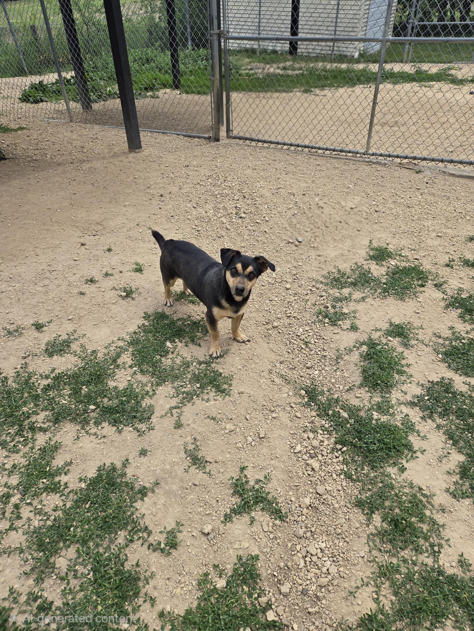 Rocky, Adopted, Adult Male Mixed Breed.