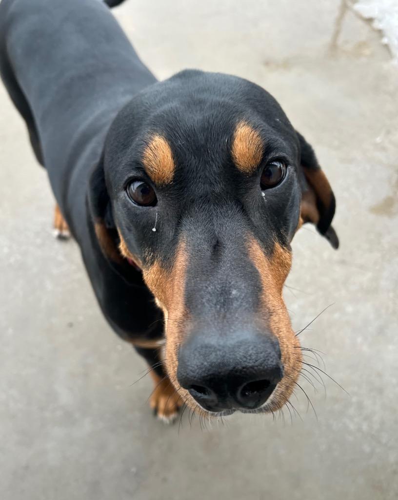 Copper, Adopted, Adult Male Hound.