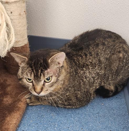 Brock, Adoptable, Young Male Domestic Short Hair.