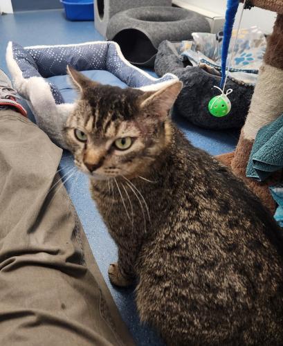 Brock, a Adoptable Domestic Short Hair in St. Johnsbury, VT image 2/2