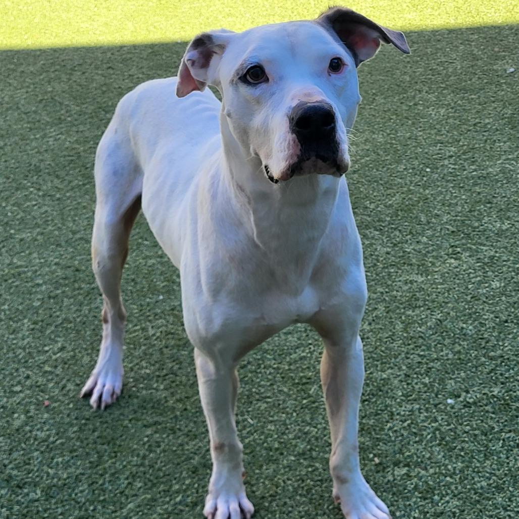 Ulysses, Adoptable, Adult Male Pit Bull Terrier.