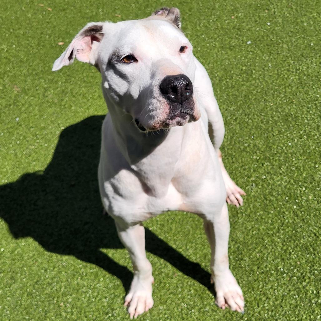 Enlarge Ulysses, a Adoptable Pit Bull Terrier in Greensboro, NC image 2/6