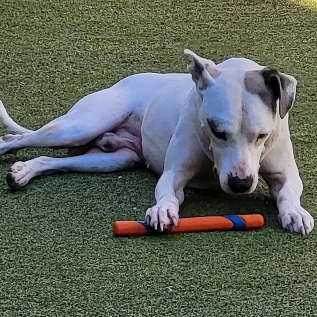 Enlarge Ulysses, a Adoptable Pit Bull Terrier in Greensboro, NC image 3/6
