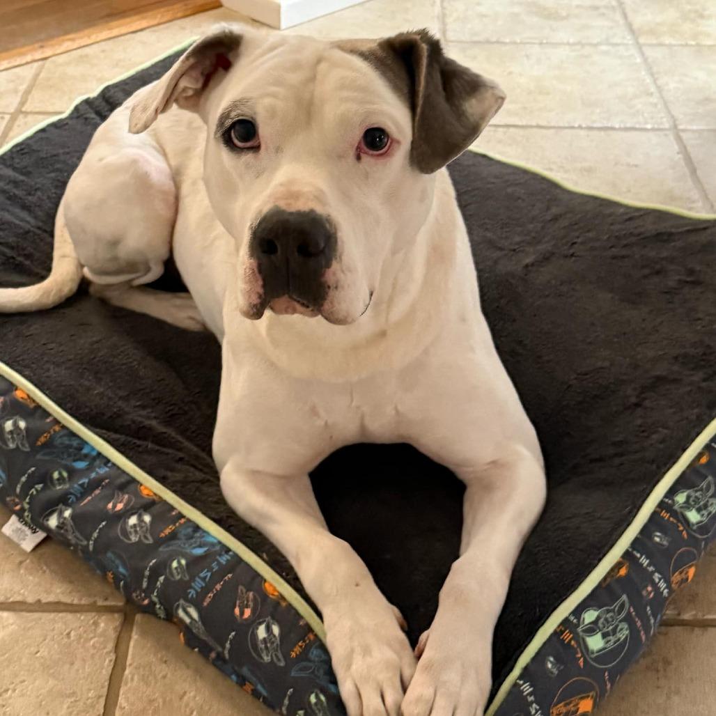 Enlarge Ulysses, a Adoptable Pit Bull Terrier in Greensboro, NC image 4/6