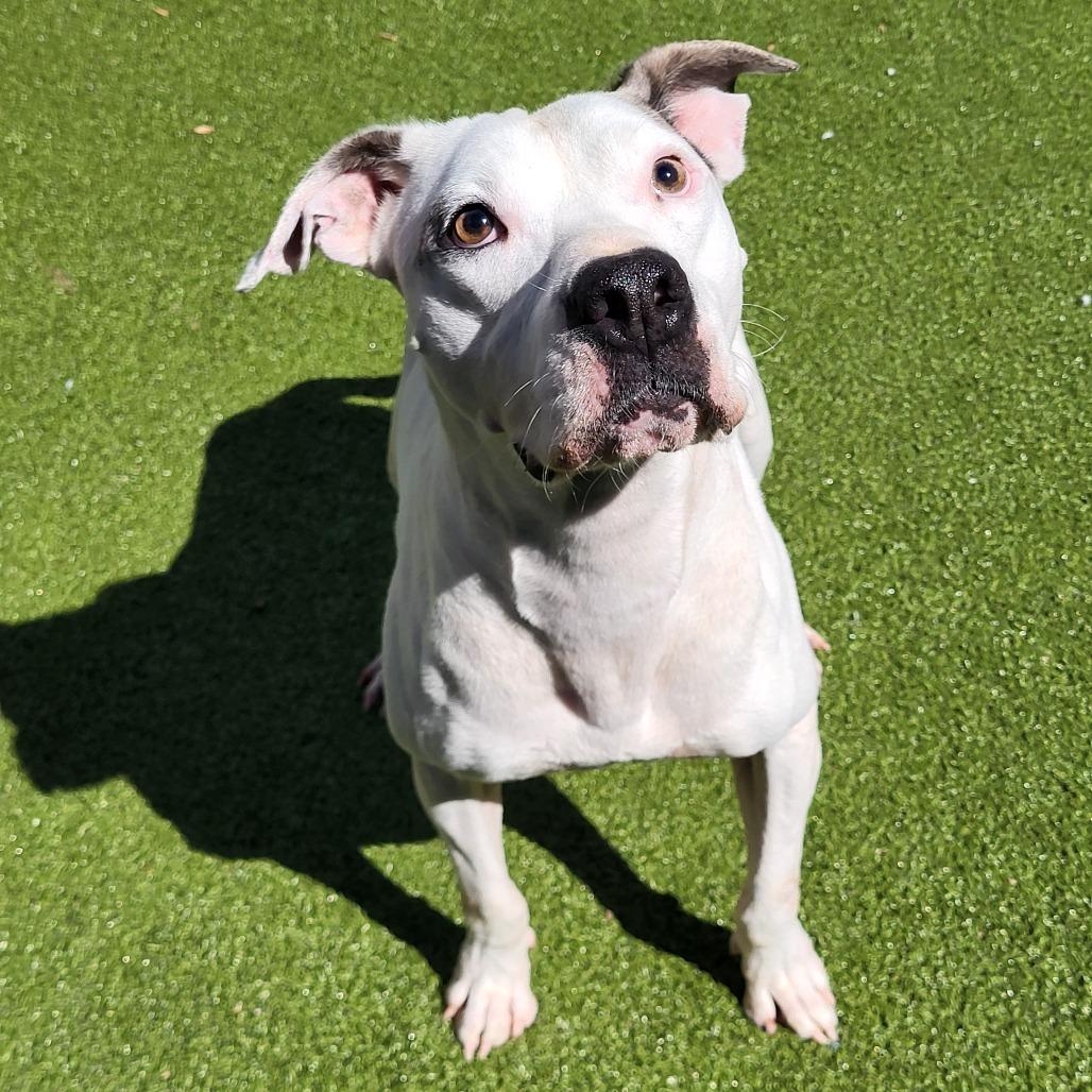 Enlarge Ulysses, a Adoptable Pit Bull Terrier in Greensboro, NC image 5/6