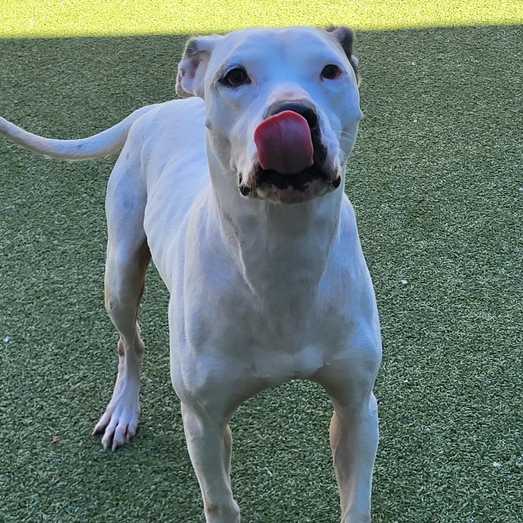 Enlarge Ulysses, a Adoptable Pit Bull Terrier in Greensboro, NC image 6/6