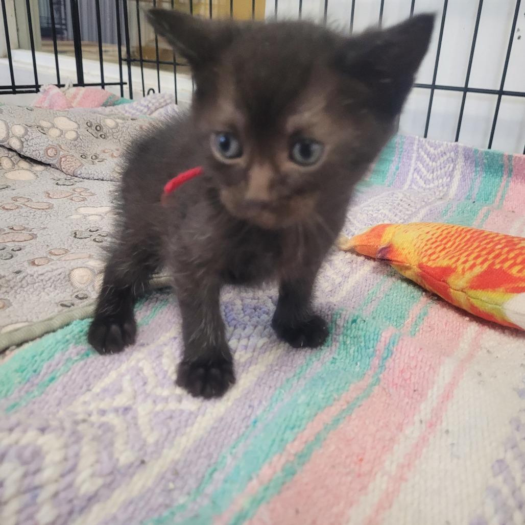 Ruby, Adoptable, Young Female Domestic Short Hair.
