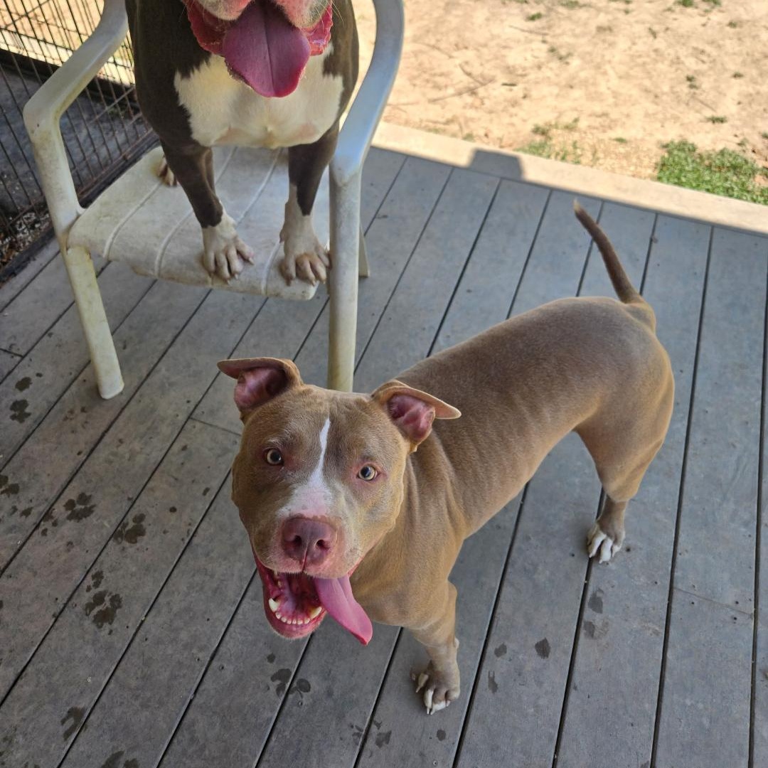 Cosmo, a Adoptable American Staffordshire Terrier in Saluda, VA image 4/5
