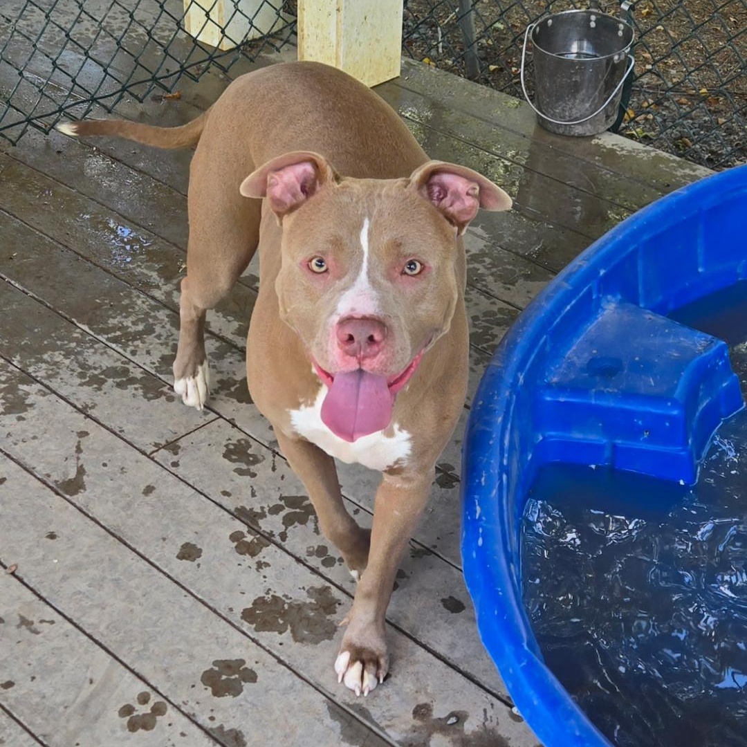 Cosmo, a Adoptable American Staffordshire Terrier in Saluda, VA image 2/5