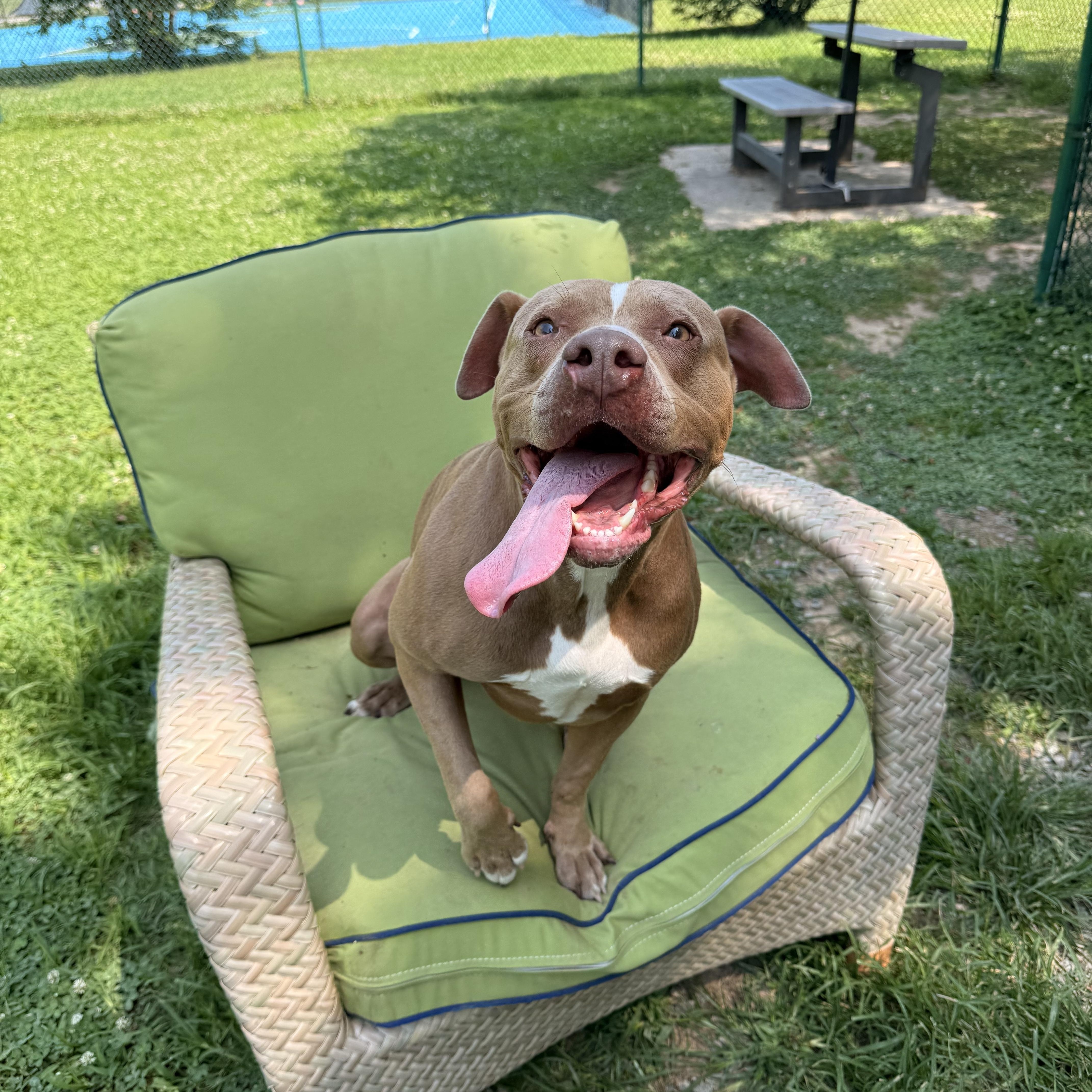 Cosmo, a Adoptable American Staffordshire Terrier in Saluda, VA image 5/5