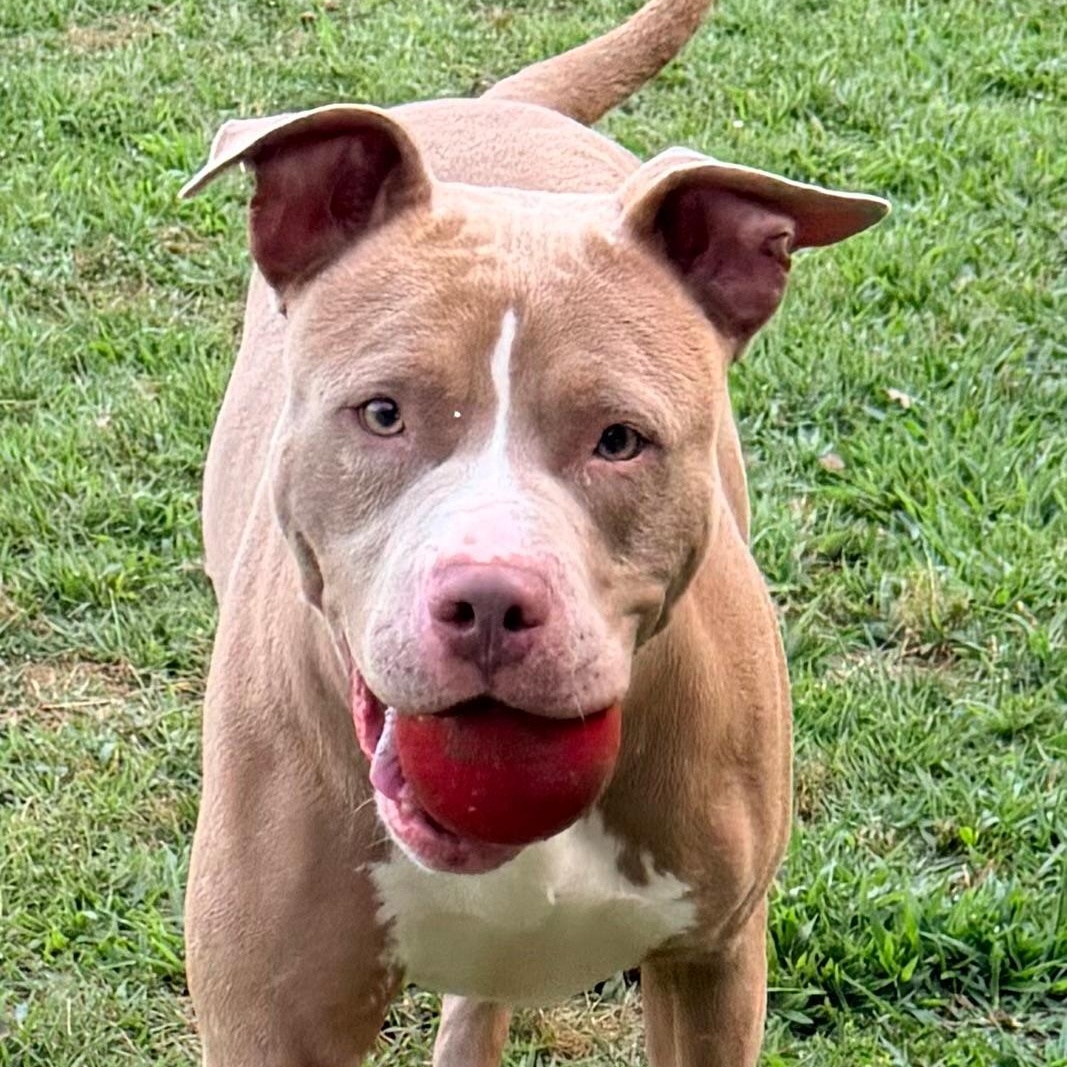 Cosmo, a Adoptable American Staffordshire Terrier in Saluda, VA image 3/5