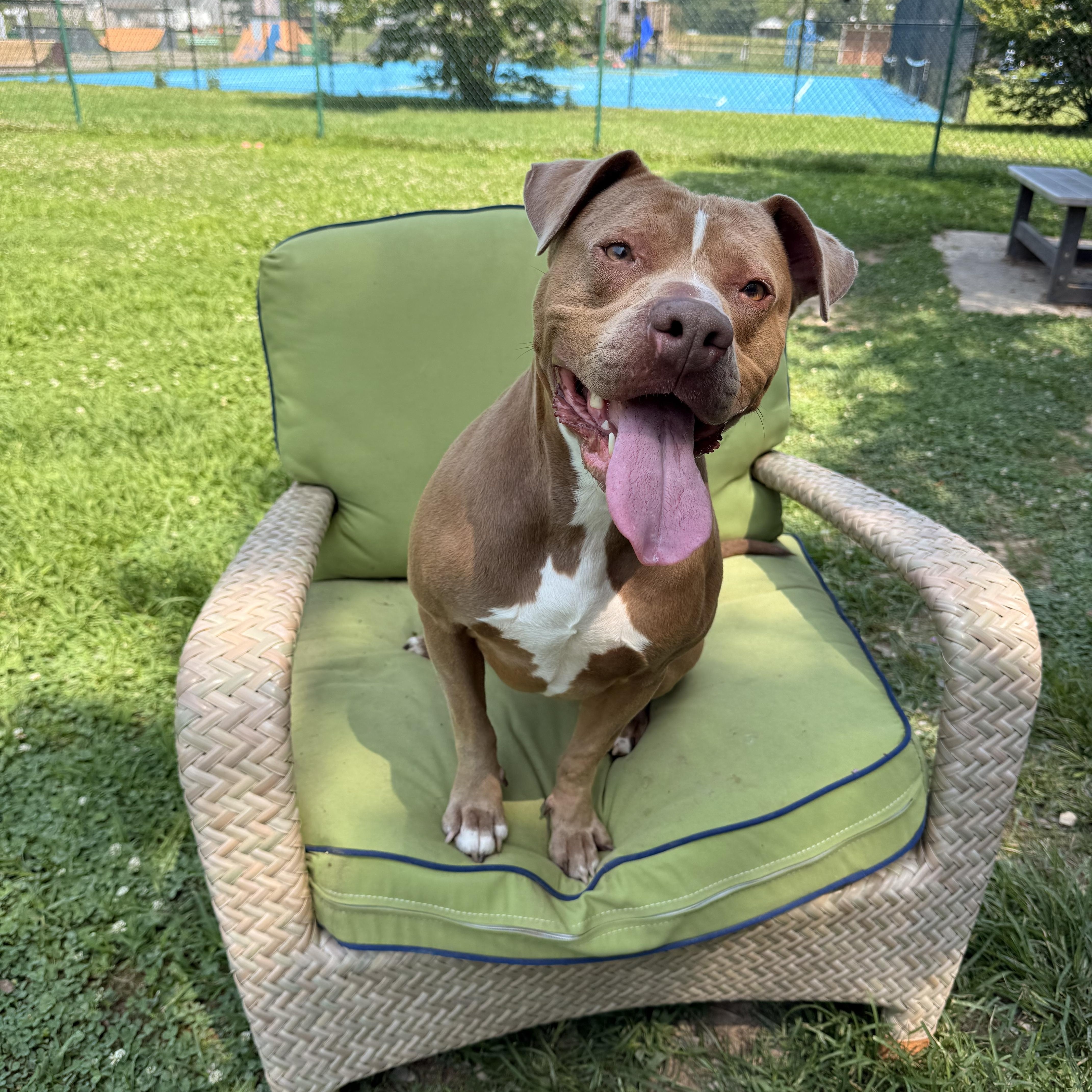 Cosmo, a Adoptable American Staffordshire Terrier in Saluda, VA image 1/5