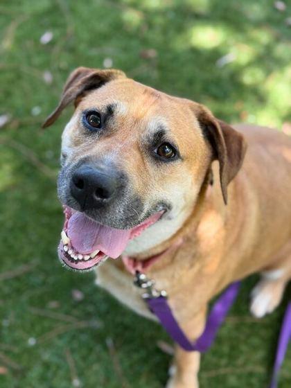 Zayda - 1, a Adoptable mixed breed in Daytona Beach, FL image 1/2