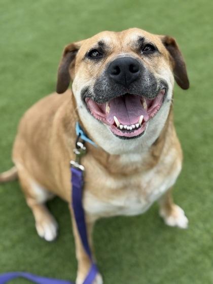 Zayda - 1, Adoptable, Adult Female Black Mouth Cur & Mixed Breed.