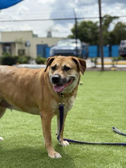 Zayda - 1, a Adoptable mixed breed in Daytona Beach, FL image 2/2
