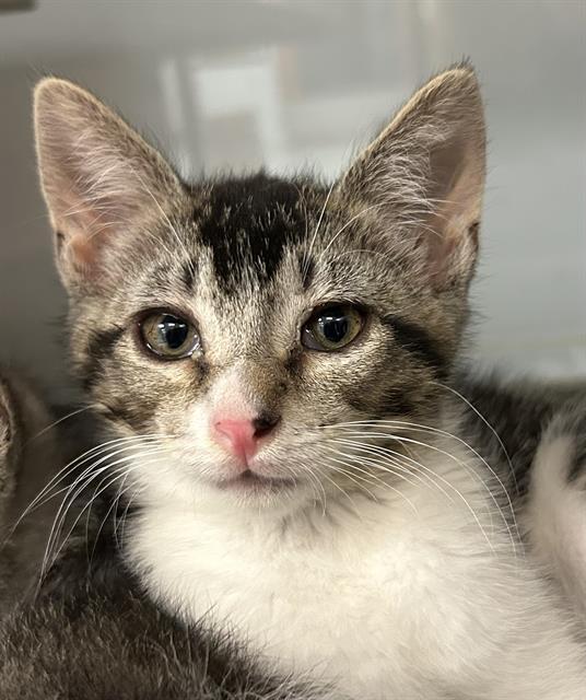 STEVEN*, Adoptable, Kitten Male Domestic Short Hair.