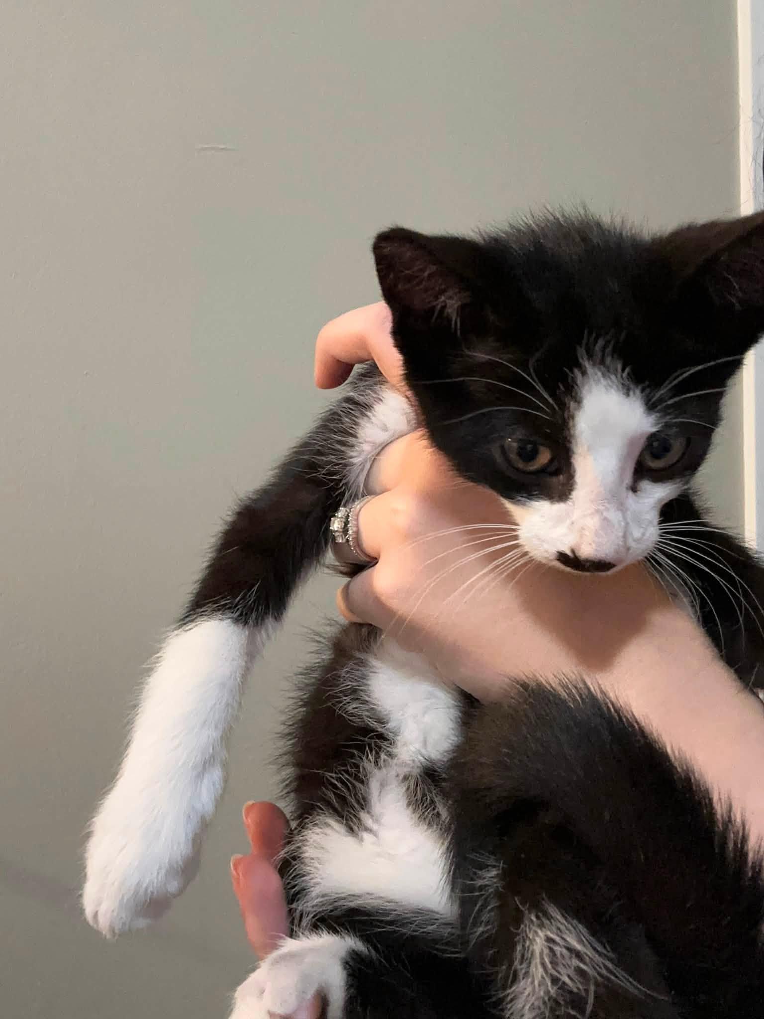 Edward - Kitten, Adoptable, Kitten Male Domestic Short Hair.