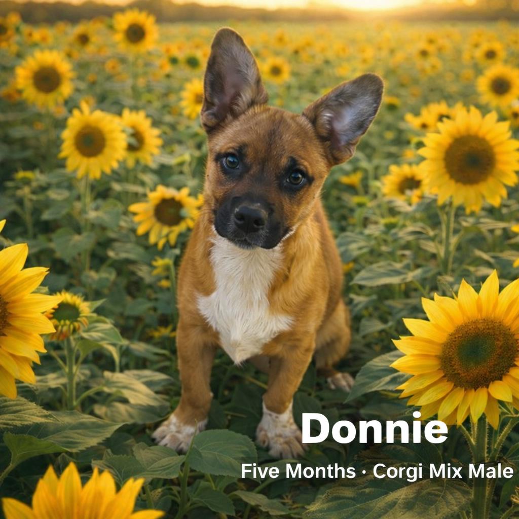 DONNIE - 5 MONTH CORGI MIX MALE @ PETCO, 5011 E. RAY ROAD, PHX 85044 ON SATURDAY, MARCH 7TH, 11–2PM, adopted, Puppy Male Corgi.