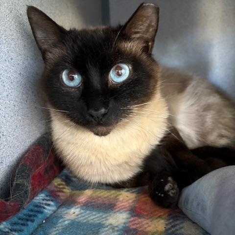 Enlarge Ruby, a ADOPTABLE Domestic Short Hair in Grass Valley, CA image 1/2