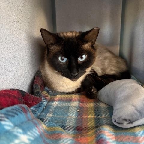 Enlarge Ruby, a ADOPTABLE Domestic Short Hair in Grass Valley, CA image 2/2