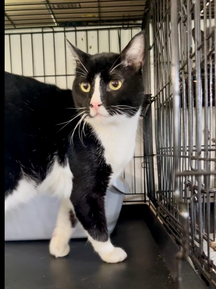 Sam, Adopted, Young Male Domestic Short Hair.