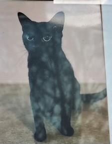 Swiftie, Adoptable, Adult Female Domestic Short Hair.