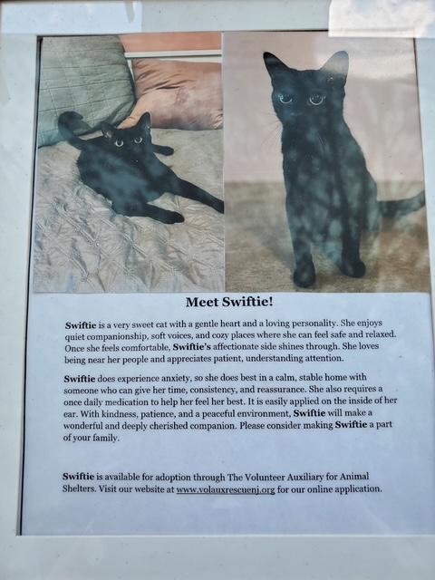 Enlarge Swiftie, a Adoptable Domestic Short Hair in Jackson, NJ image 3/3
