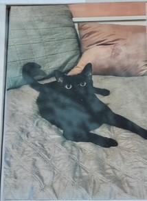 Enlarge Swiftie, a Adoptable Domestic Short Hair in Jackson, NJ image 2/3