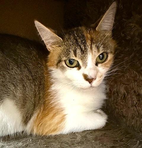Lilly, Adoptable, Adult Female Domestic Short Hair.