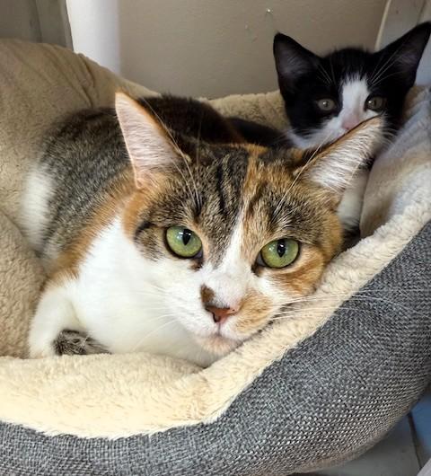 Enlarge Lilly, a Adoptable Domestic Short Hair in Medina, OH image 1/2