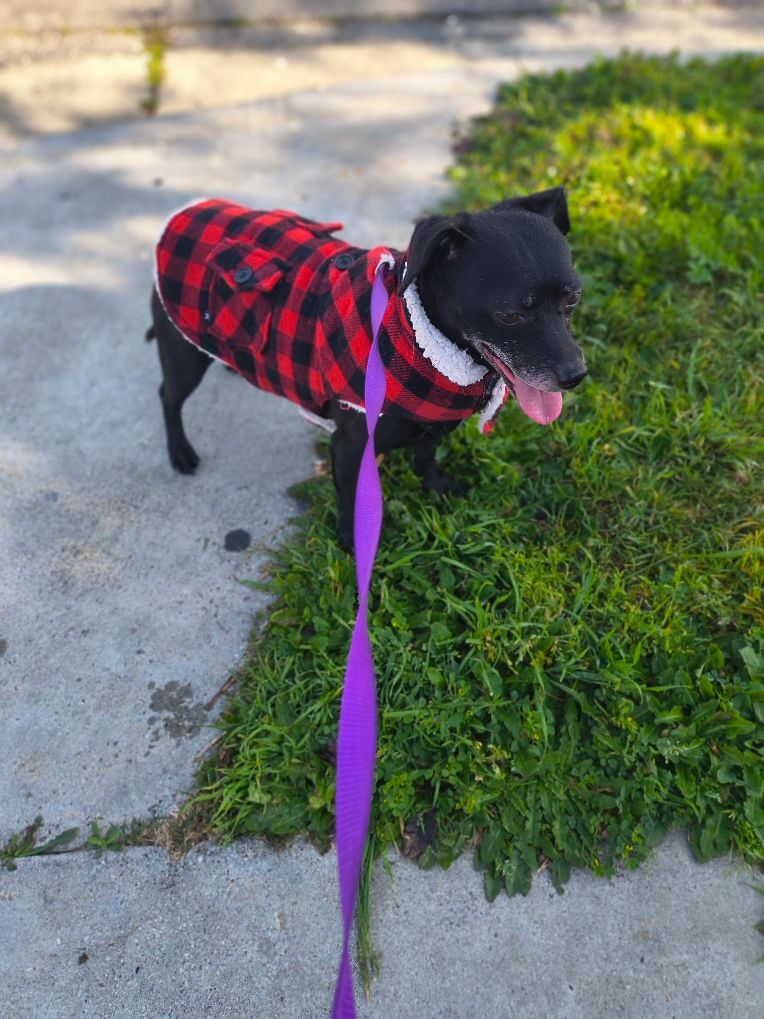 Orville, a ADOPTABLE Chihuahua in West Hollywood, CA image 4/5