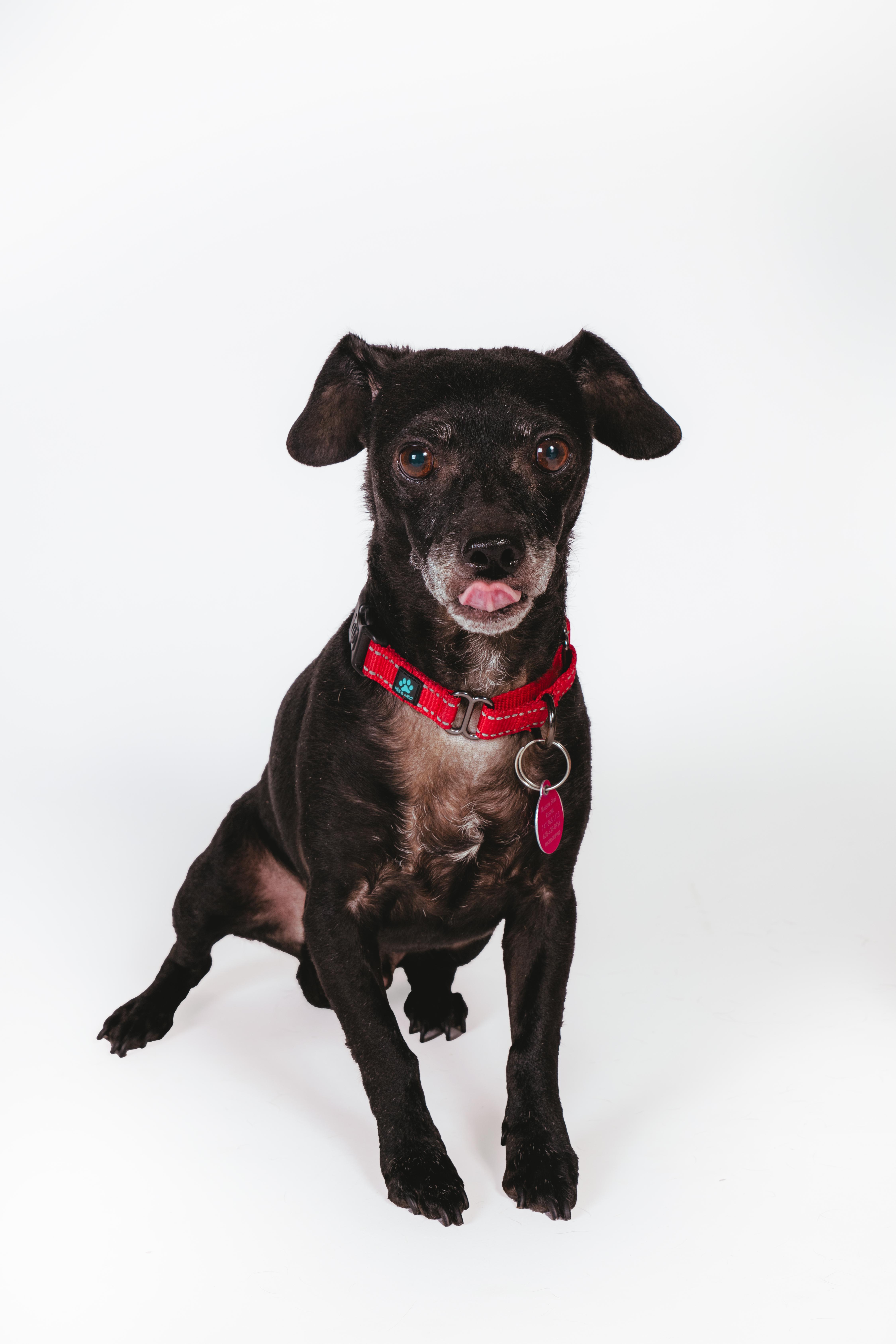 Enlarge Orville, a ADOPTABLE Chihuahua in West Hollywood, CA image 3/6