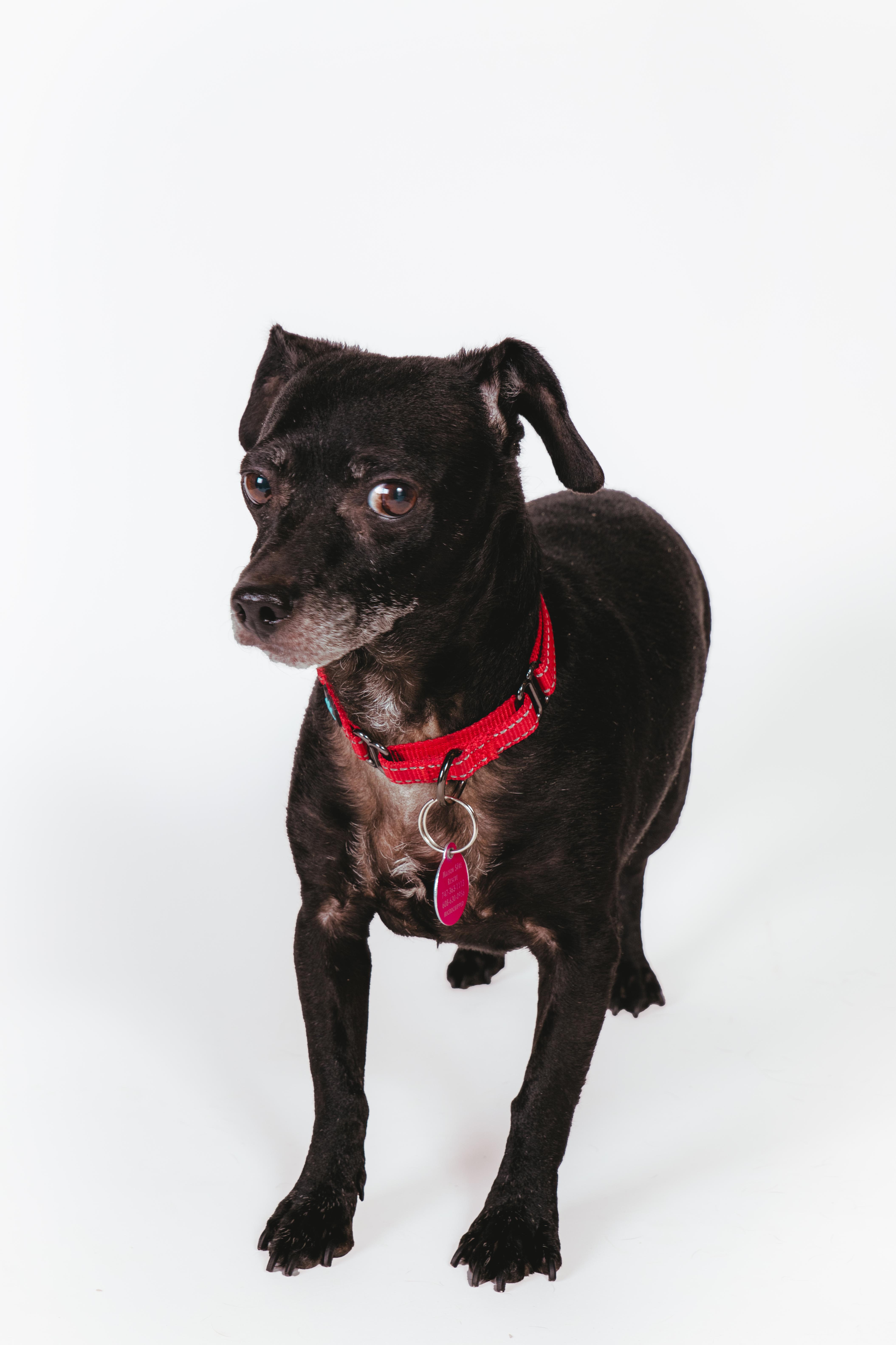 Enlarge Orville, a ADOPTABLE Chihuahua in West Hollywood, CA image 4/6