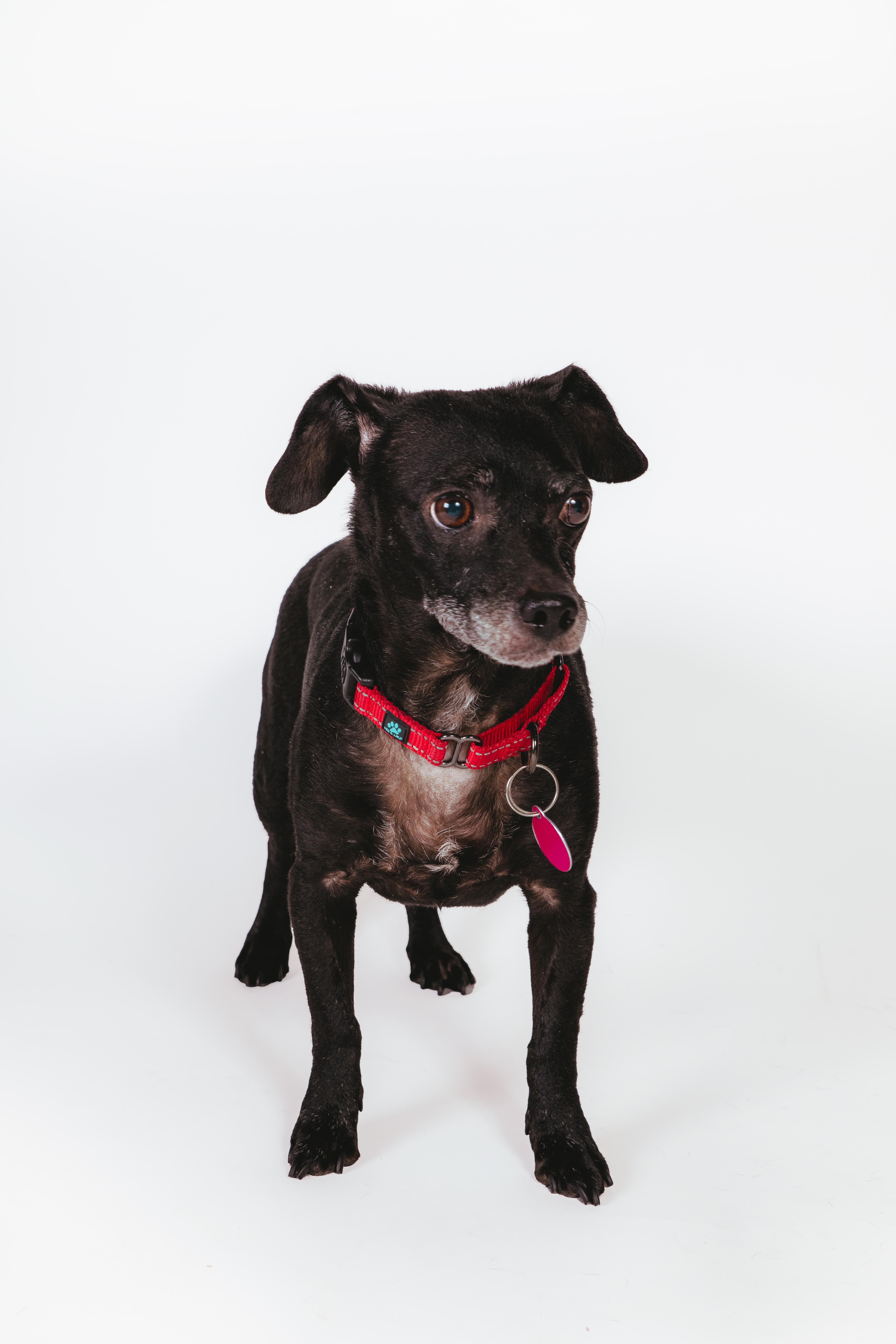 Enlarge Orville, a ADOPTABLE Chihuahua in West Hollywood, CA image 2/6