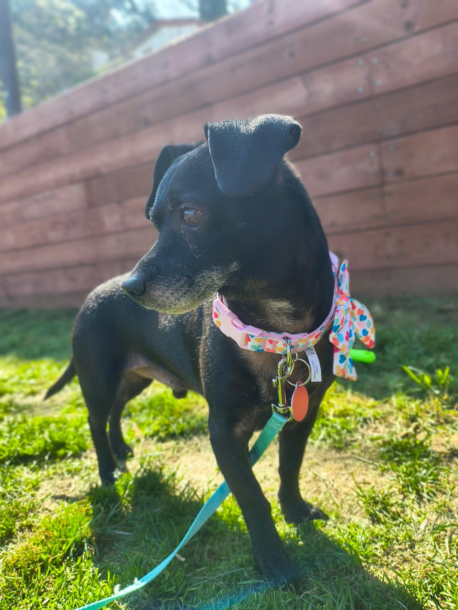 Orville, a ADOPTABLE Chihuahua in West Hollywood, CA image 5/5