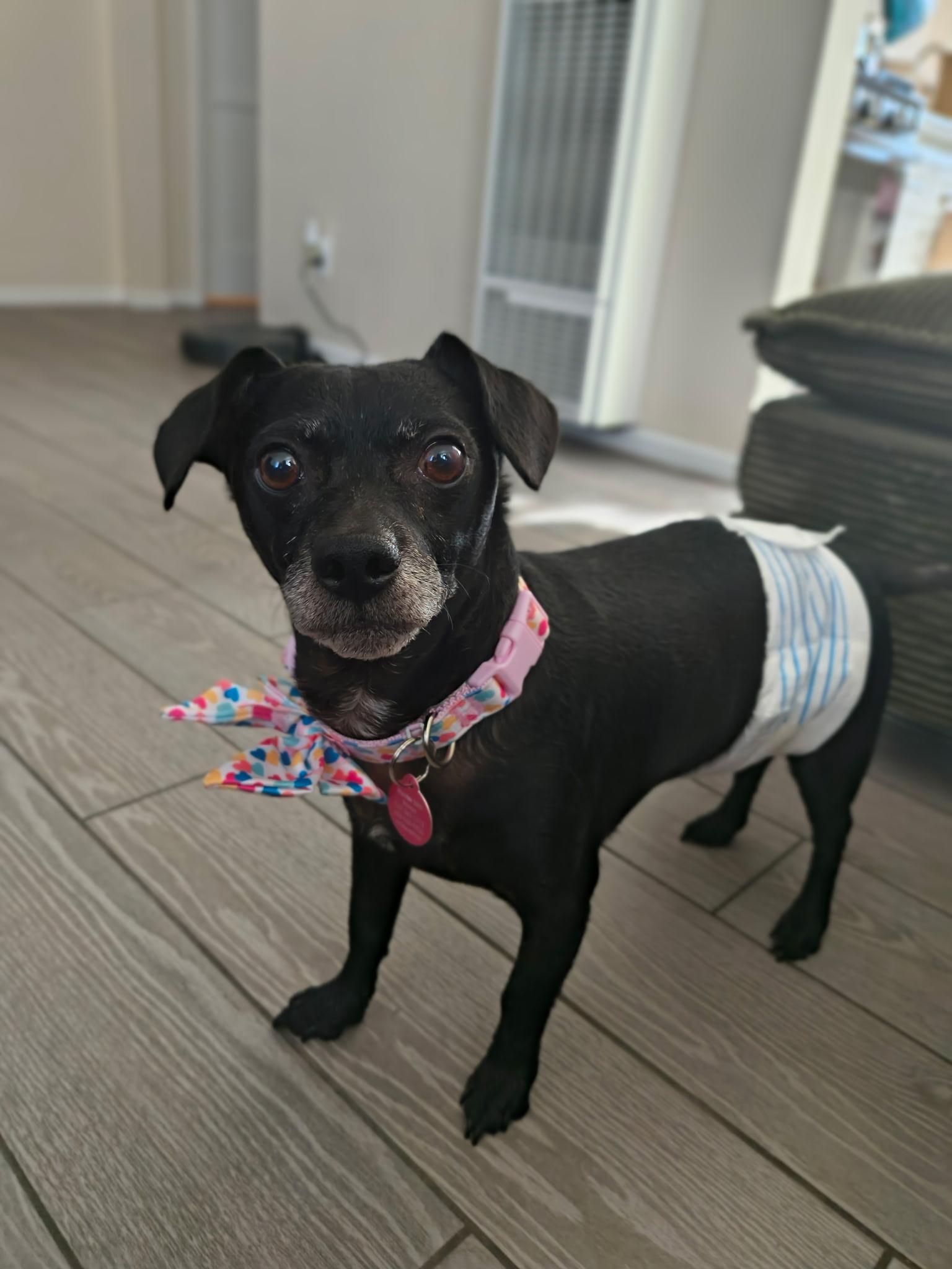Orville, ADOPTABLE, Senior Male Chihuahua.