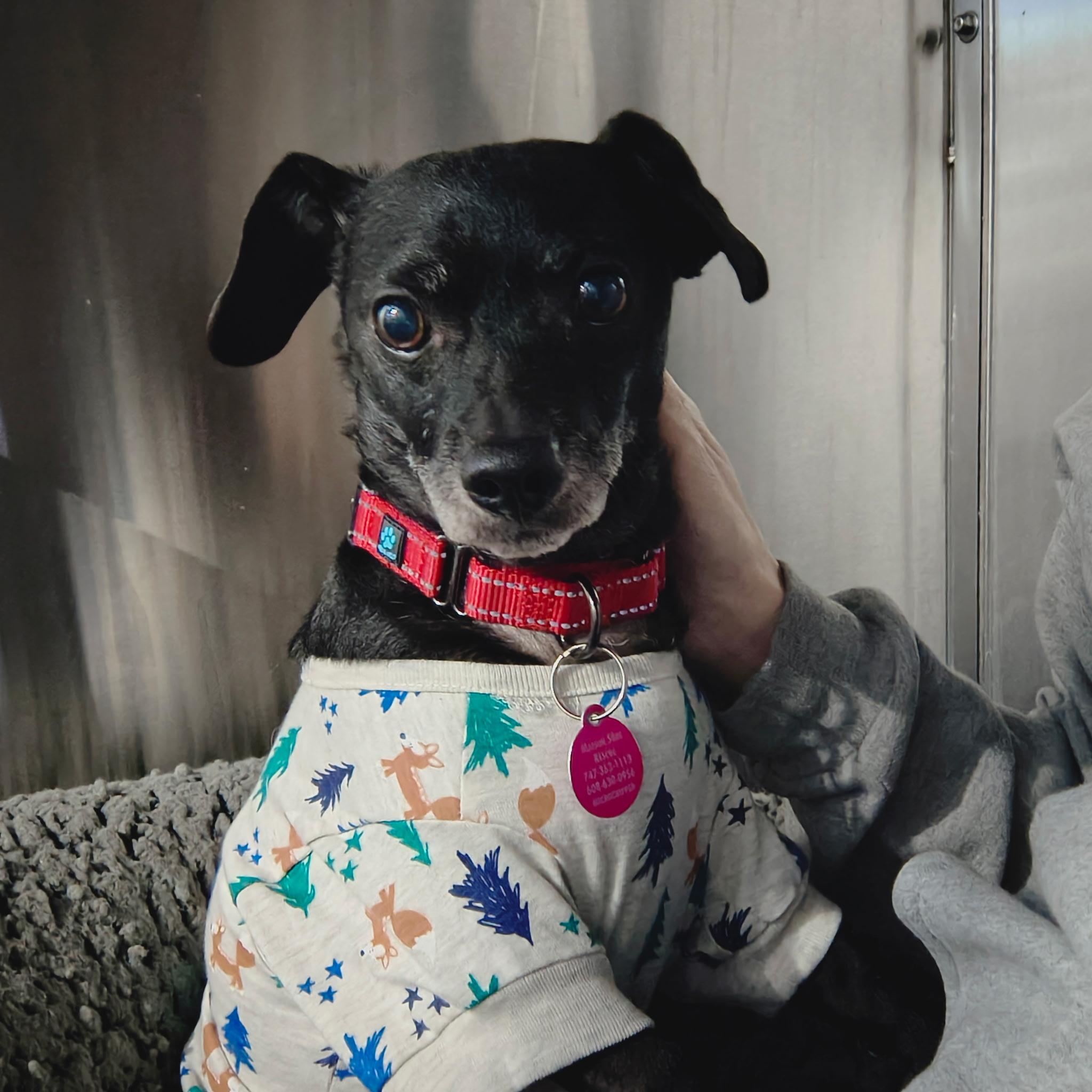 Orville, a ADOPTABLE Chihuahua in West Hollywood, CA image 3/5