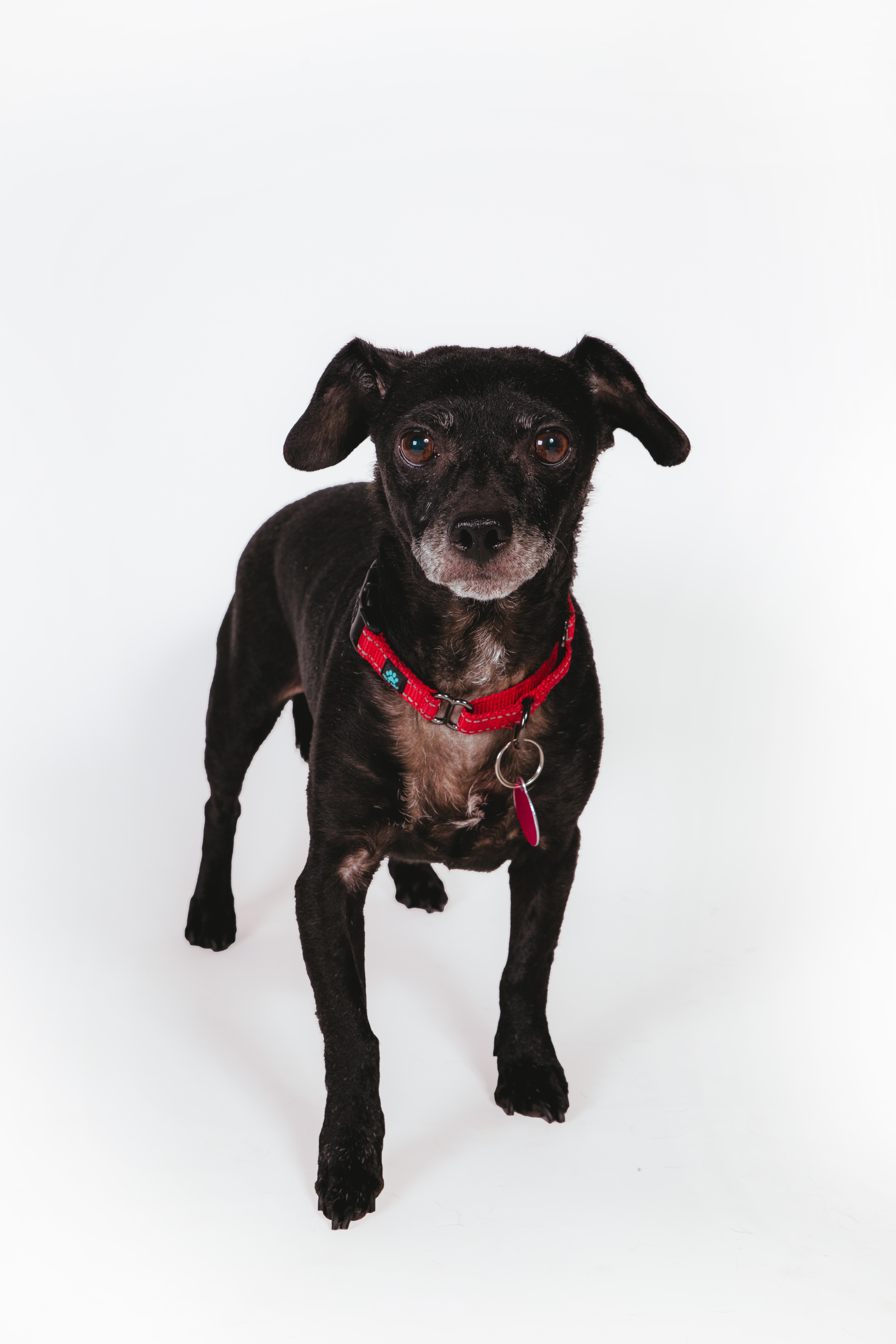 Orville, ADOPTABLE, Senior Male Chihuahua.