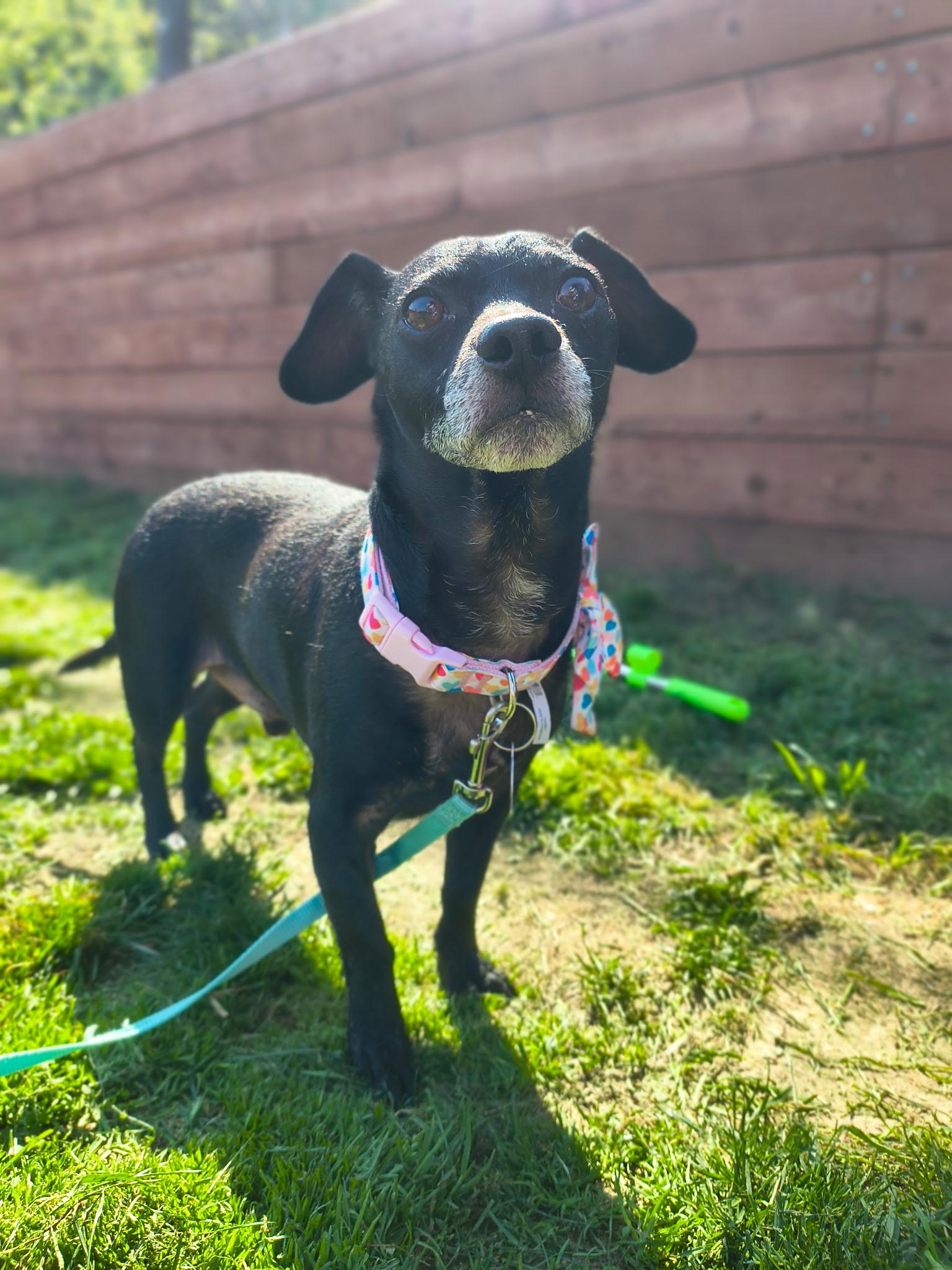 Orville, a ADOPTABLE Chihuahua in West Hollywood, CA image 2/5
