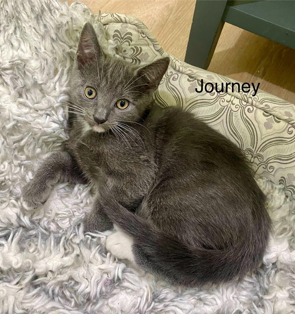 Journey, a Adoptable mixed breed in Gardena, CA image 1/2