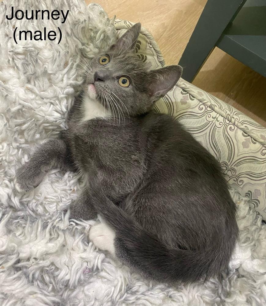 Journey, a Adoptable mixed breed in Gardena, CA image 2/2