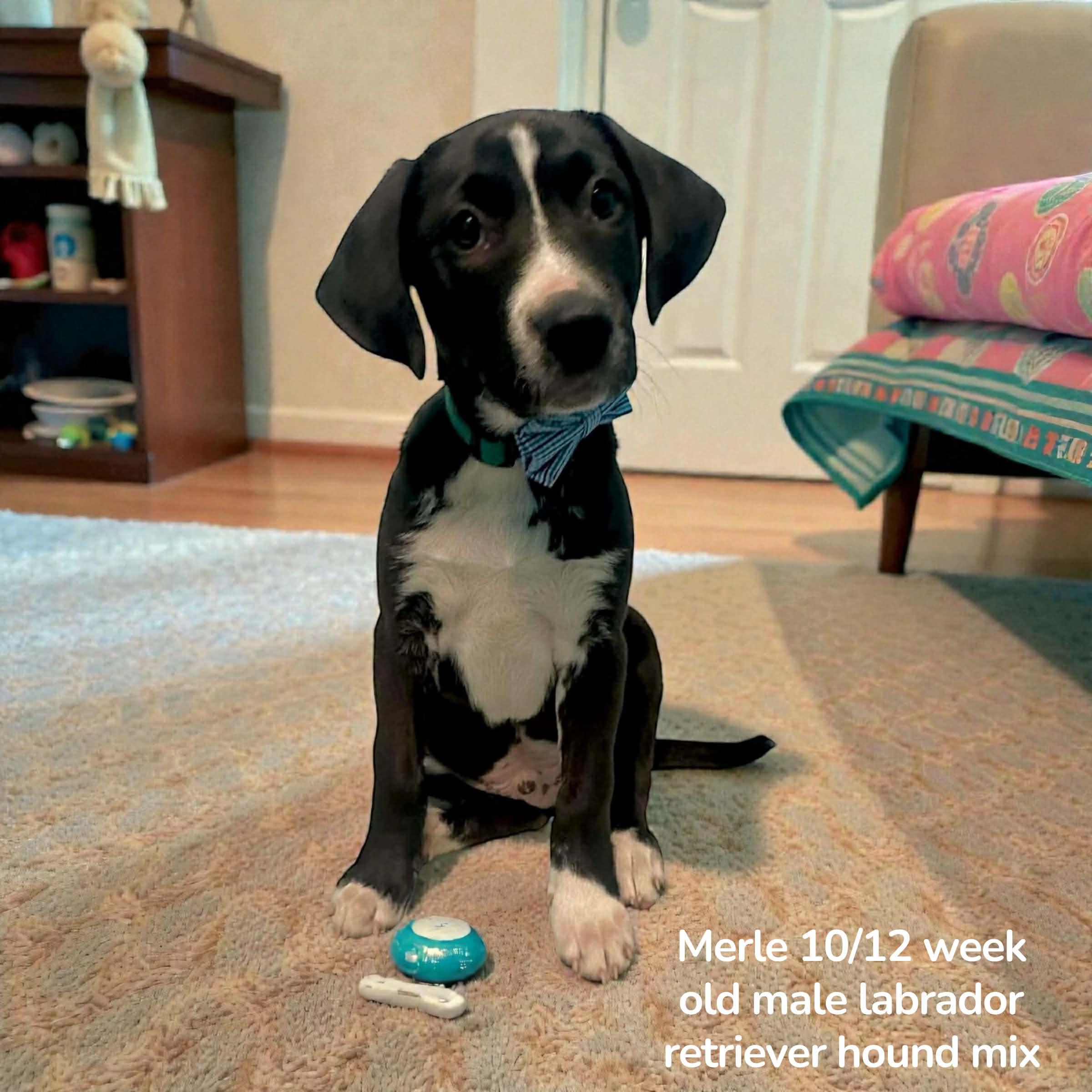Merle, ADOPTABLE, Puppy Male Labrador Retriever & Hound.