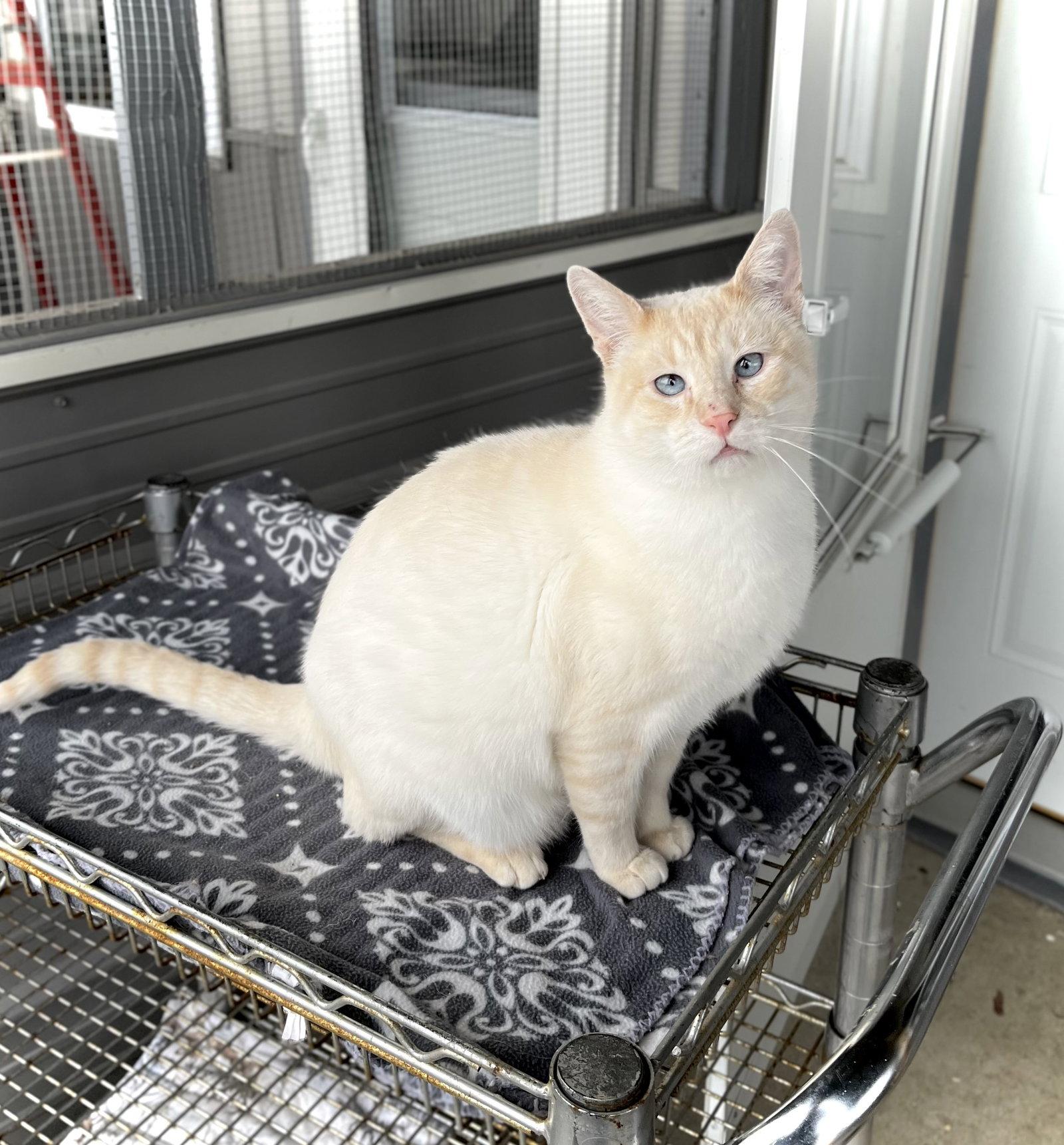 Bart, Adopted, Adult Male Domestic Short Hair & Siamese.
