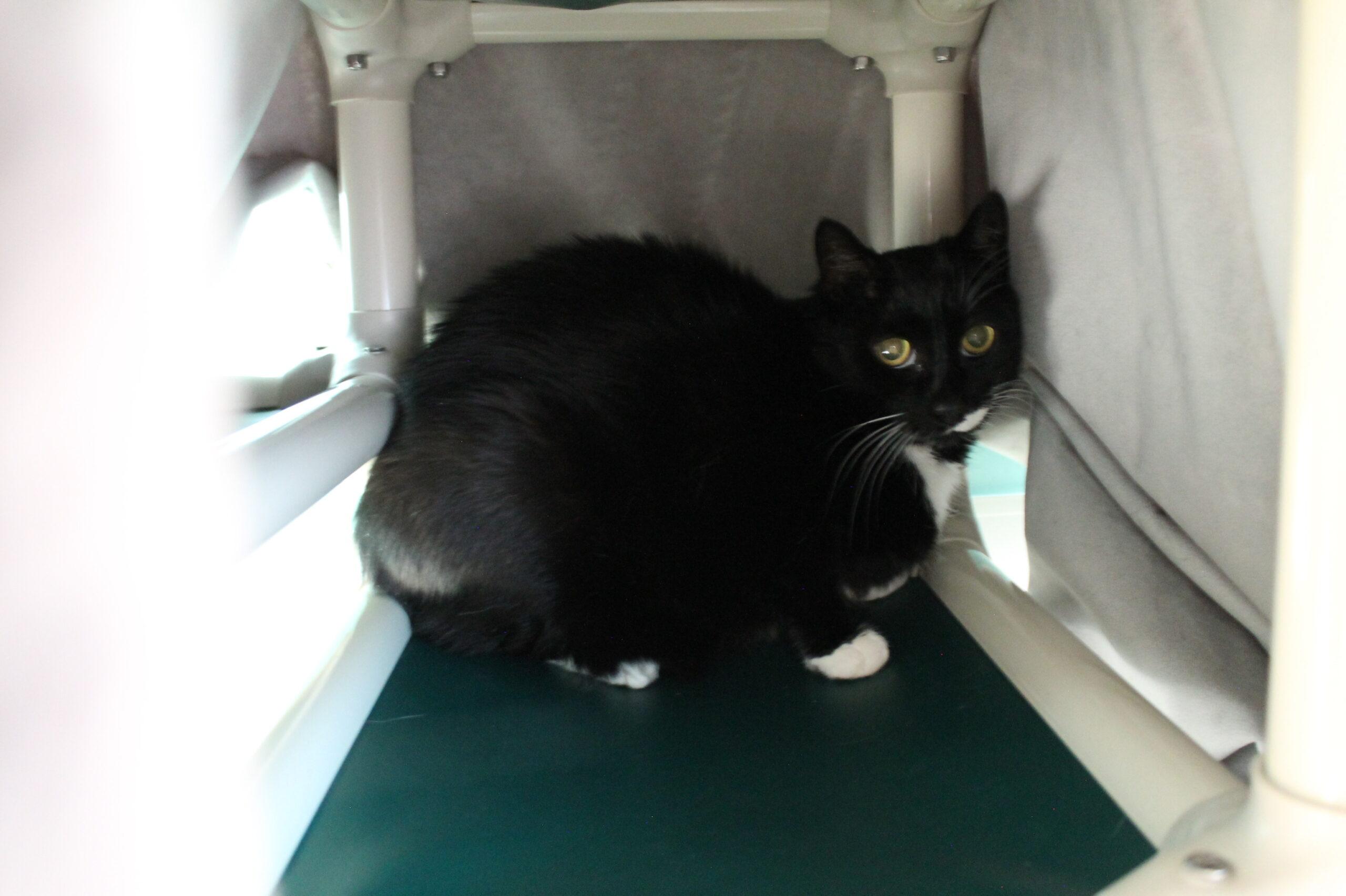 Tigrr, ADOPTABLE, Senior Female Domestic Medium Hair.