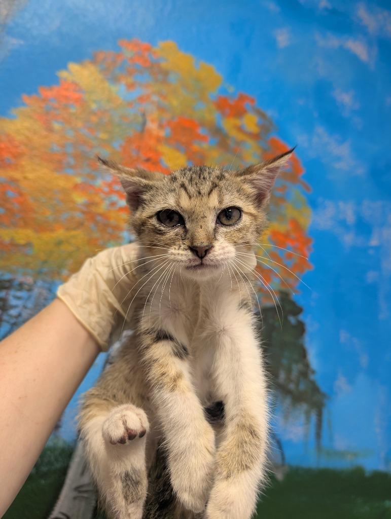 Rosie, Adoptable, Kitten Male Domestic Short Hair.