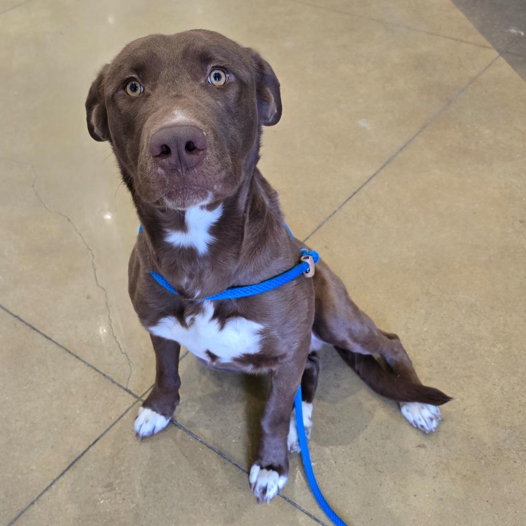 Enlarge Bruno - 100806T, a Adoptable mixed breed in Tupelo, MS image 2/3