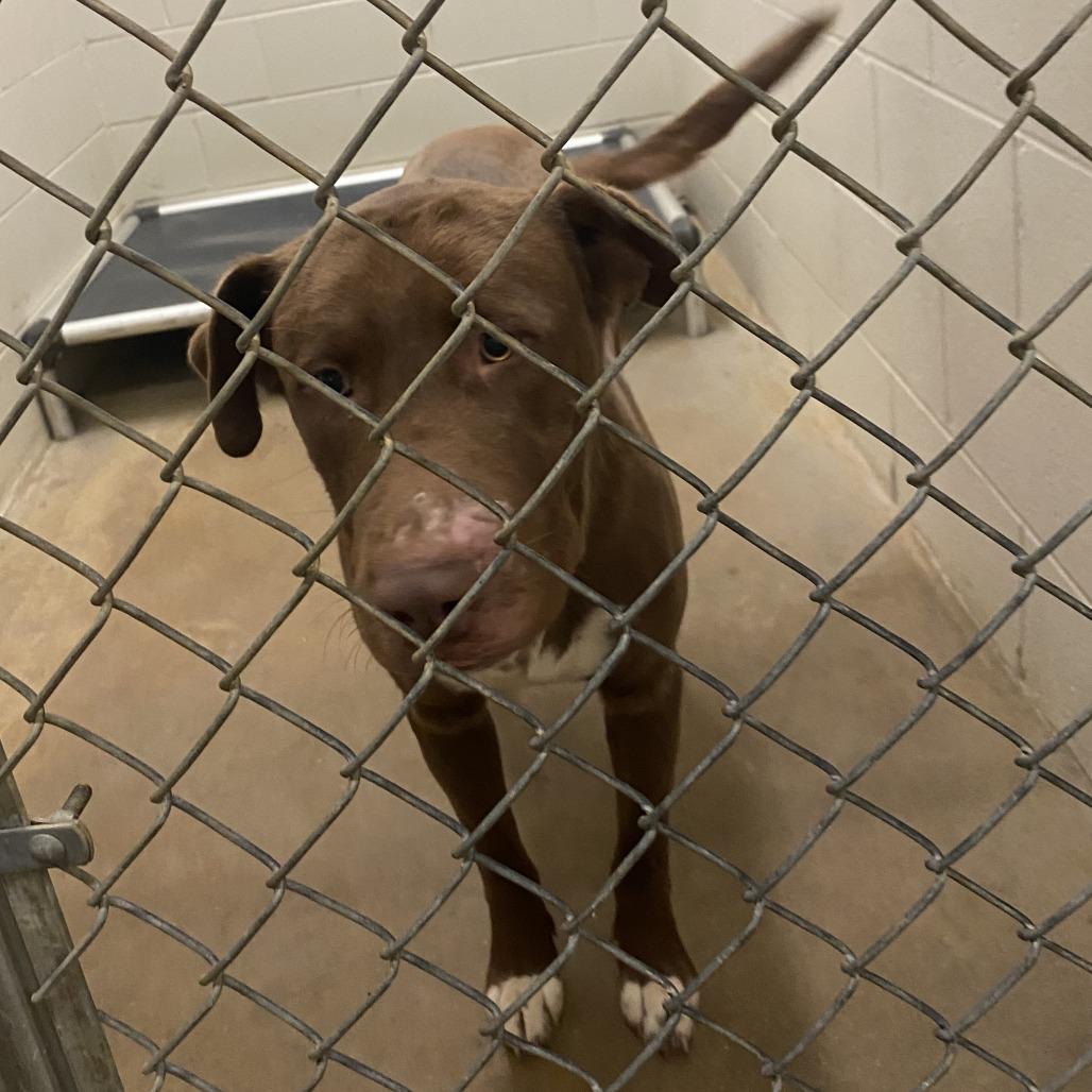 Enlarge Bruno - 100806T, a Adoptable mixed breed in Tupelo, MS image 3/3