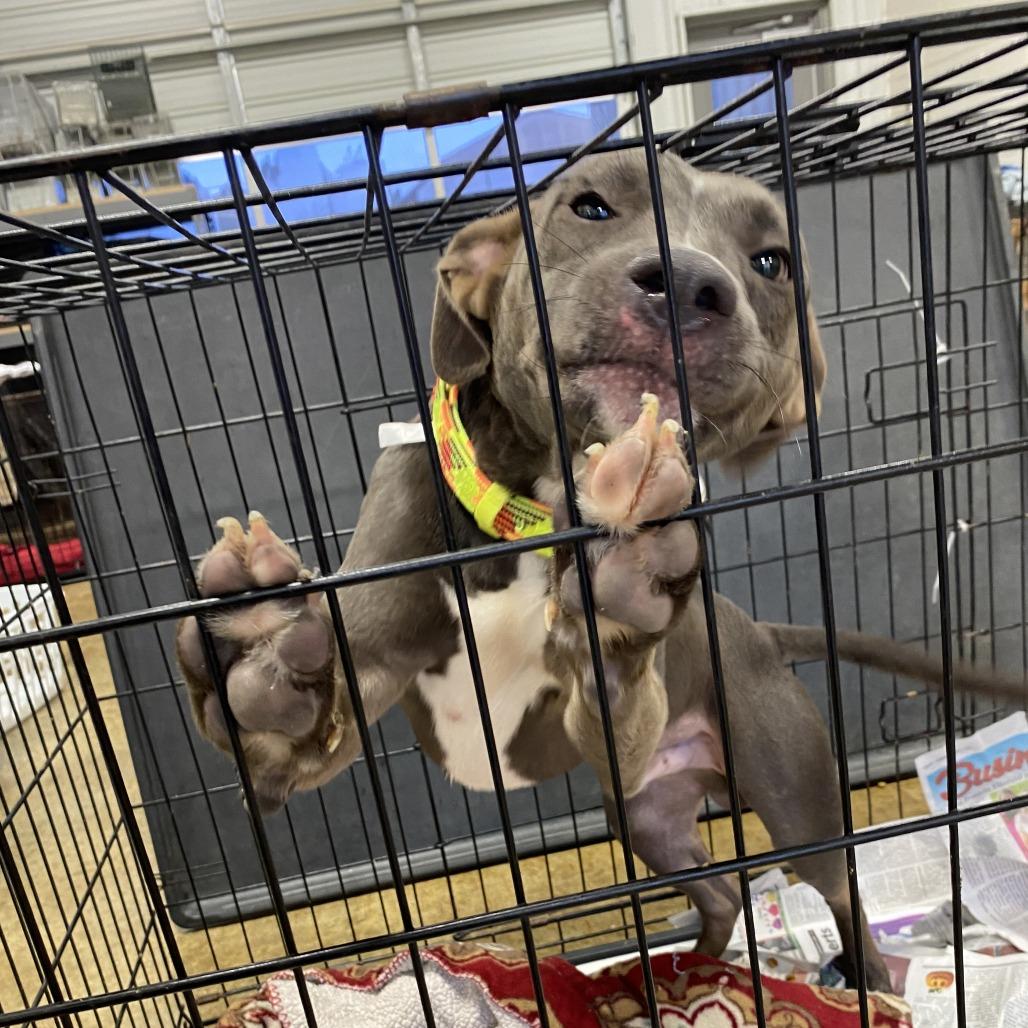 Lionel  T thumbnail 2